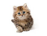 Kedi